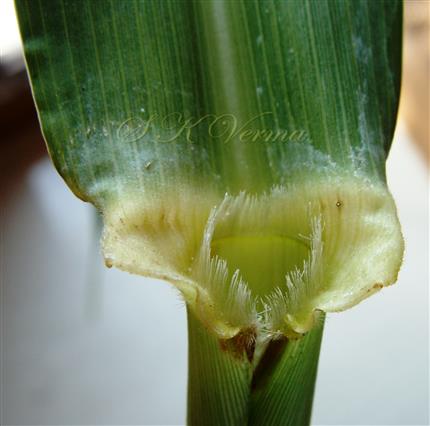  Ligule